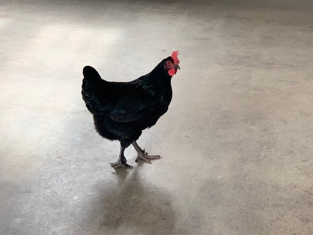 Shelburne Farms Inn主图