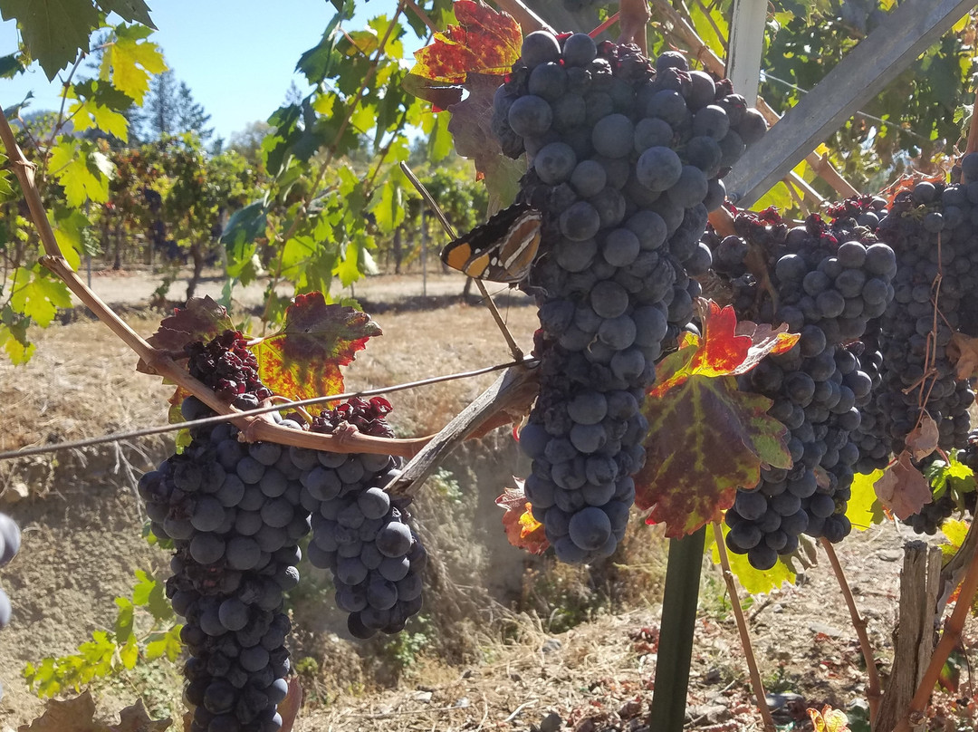 Rosella's Vineyard and Winery景点图片