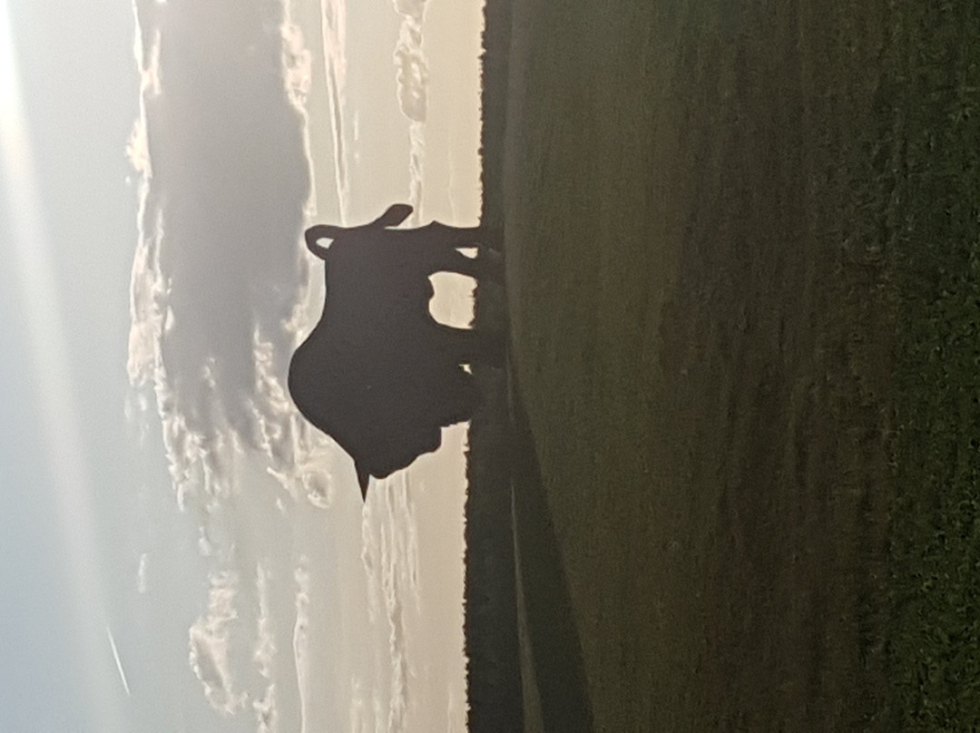 Bison on Route Brest - Minsk-布雷斯特必去景点