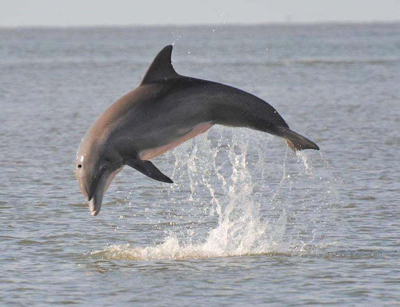 Edisto Watersports and Tackle景点图片