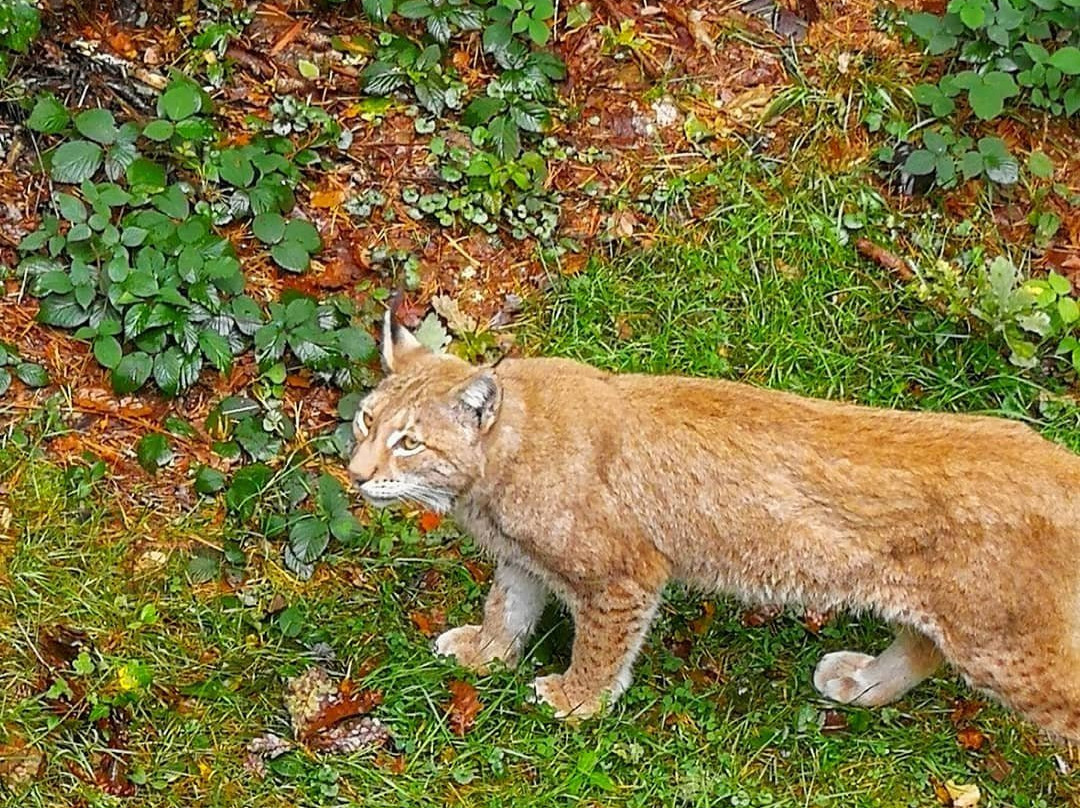 Wildpark Pforzheim景点图片