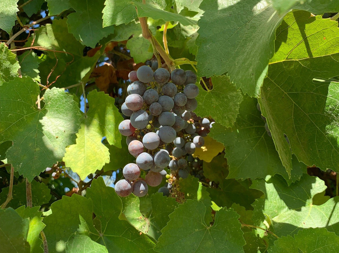 Heritage Oak Winery-Acampo必去景点