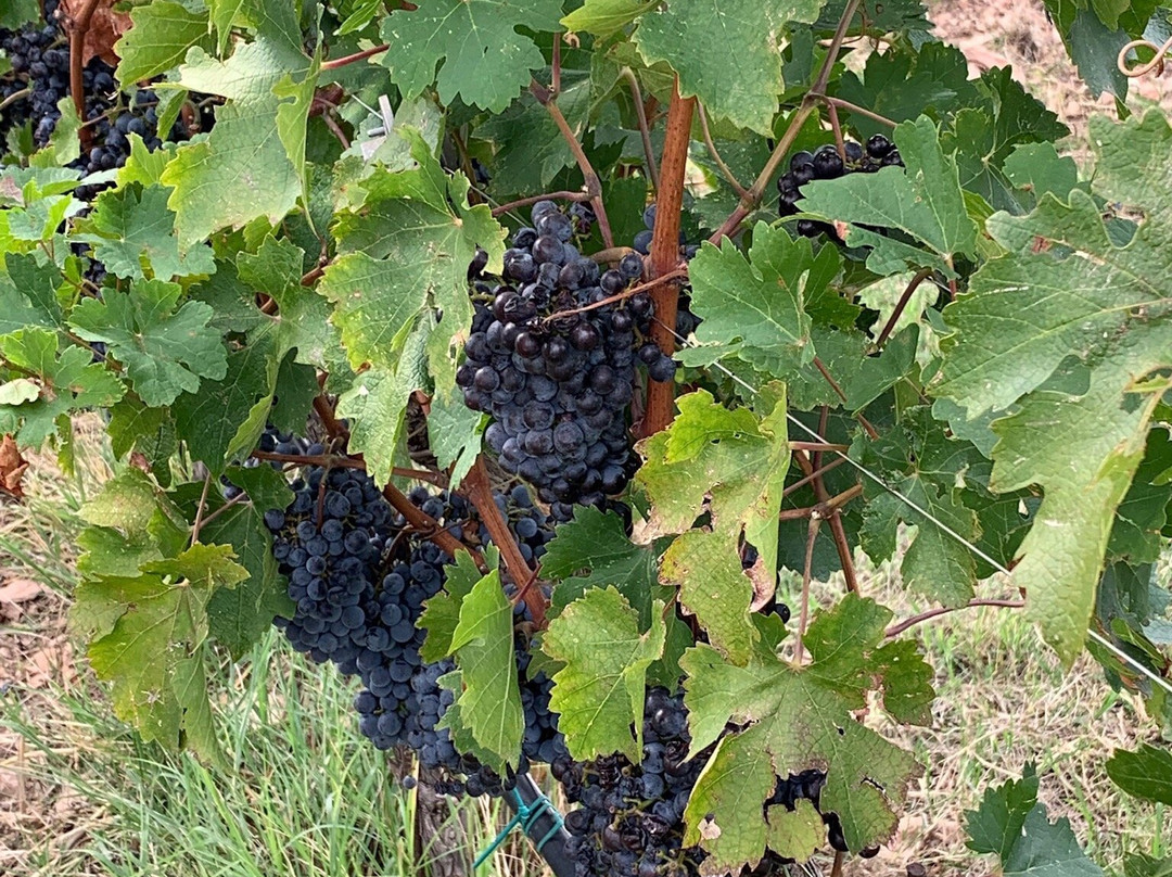 My Venice Travel Guide-帕多瓦必去景点