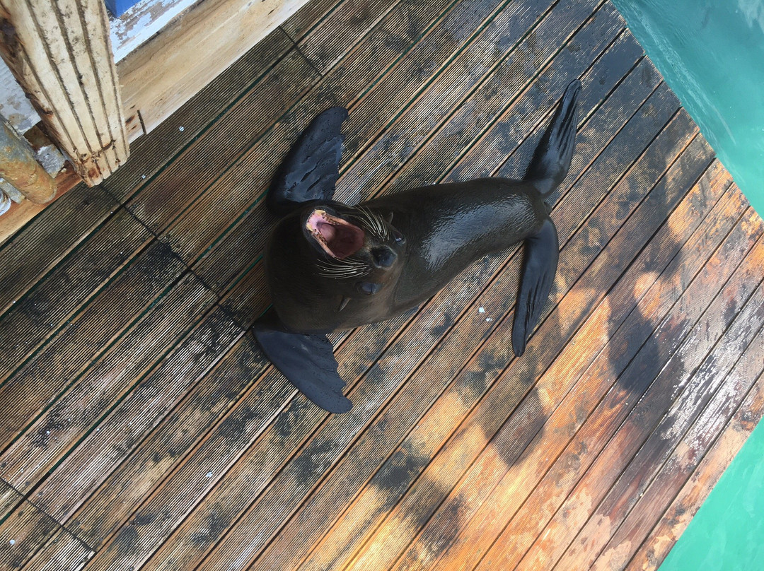 Bodrum Dolphin Park景点图片