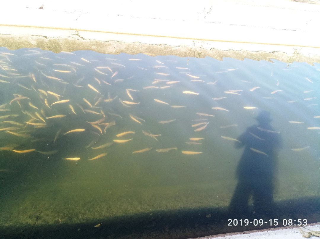 Trout Farm景点图片