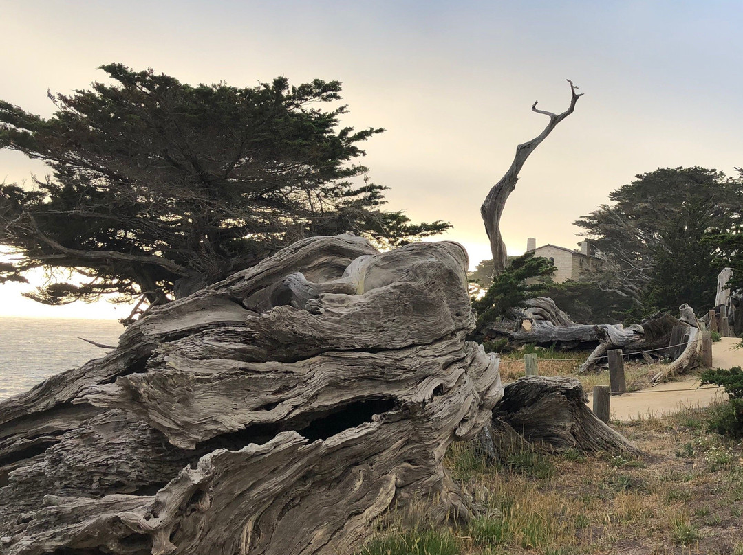 Ghost Tree-圆石滩必去景点