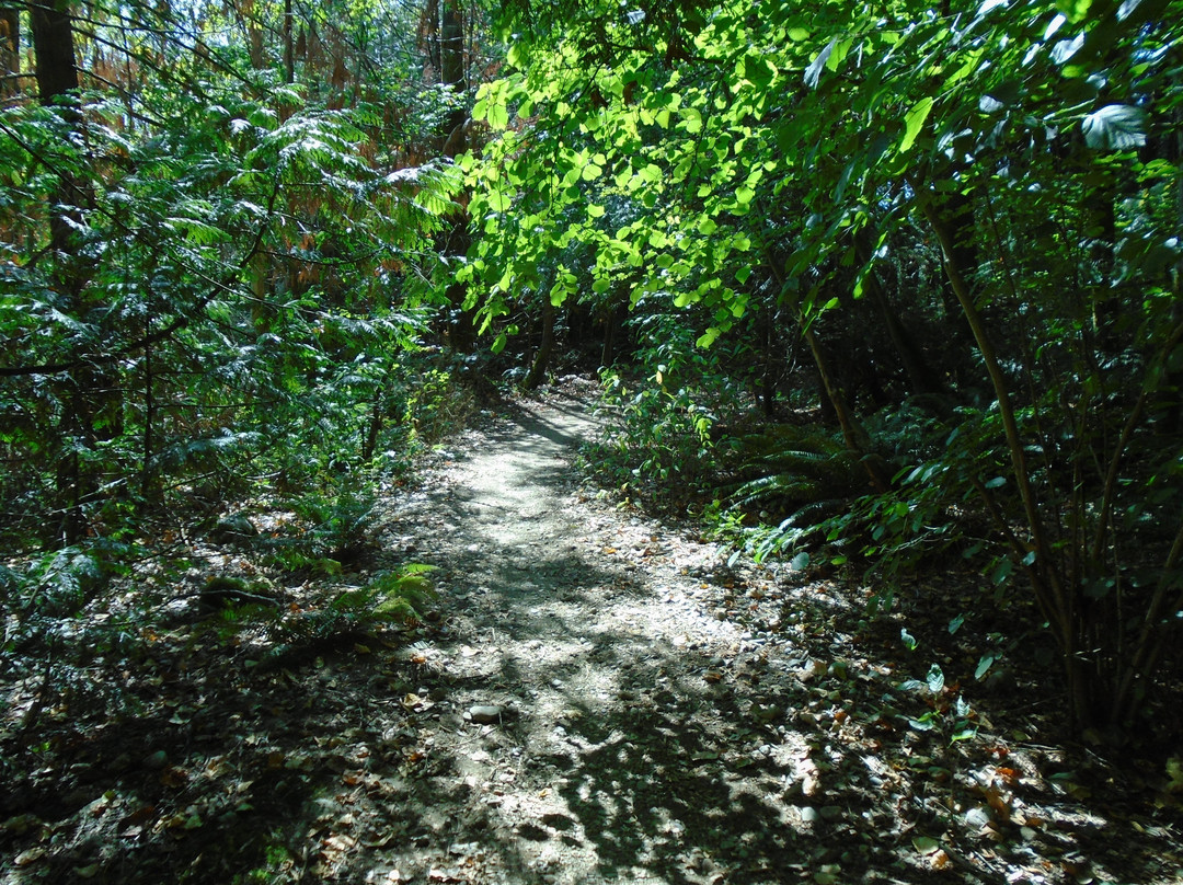Byrne Creek Ravine Park-本那比必去景点