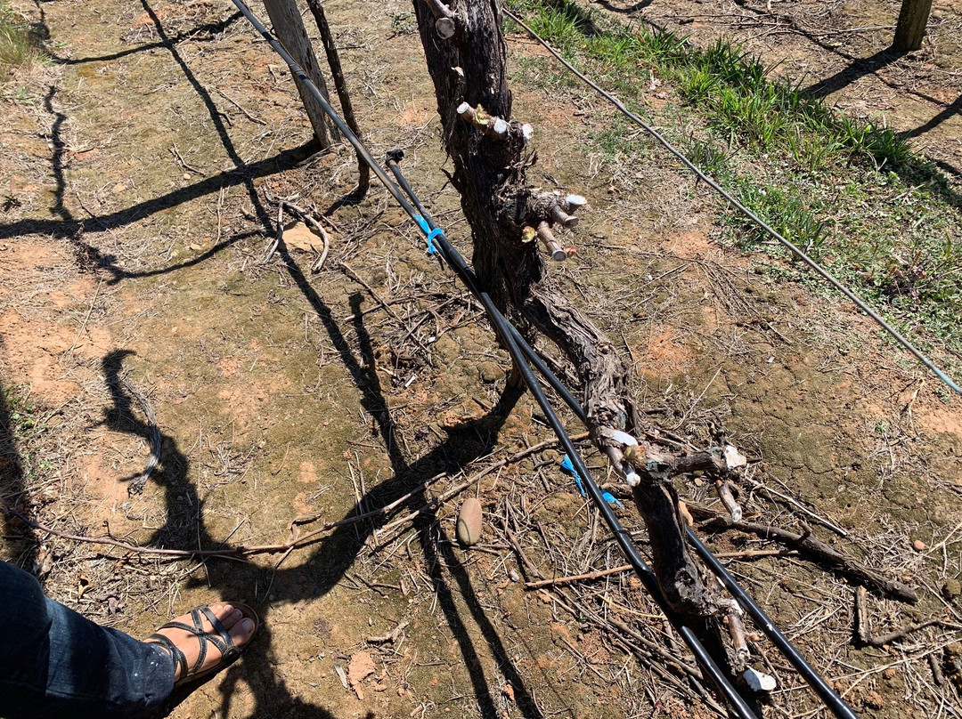 Vinos 1750 - Uvairenda Bodega & Vinedos-Samaipata必去景点