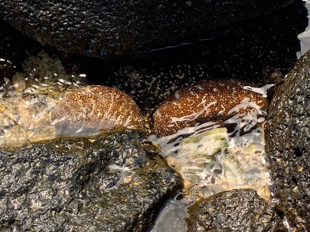 Baby Beach-坡伊普必去景点