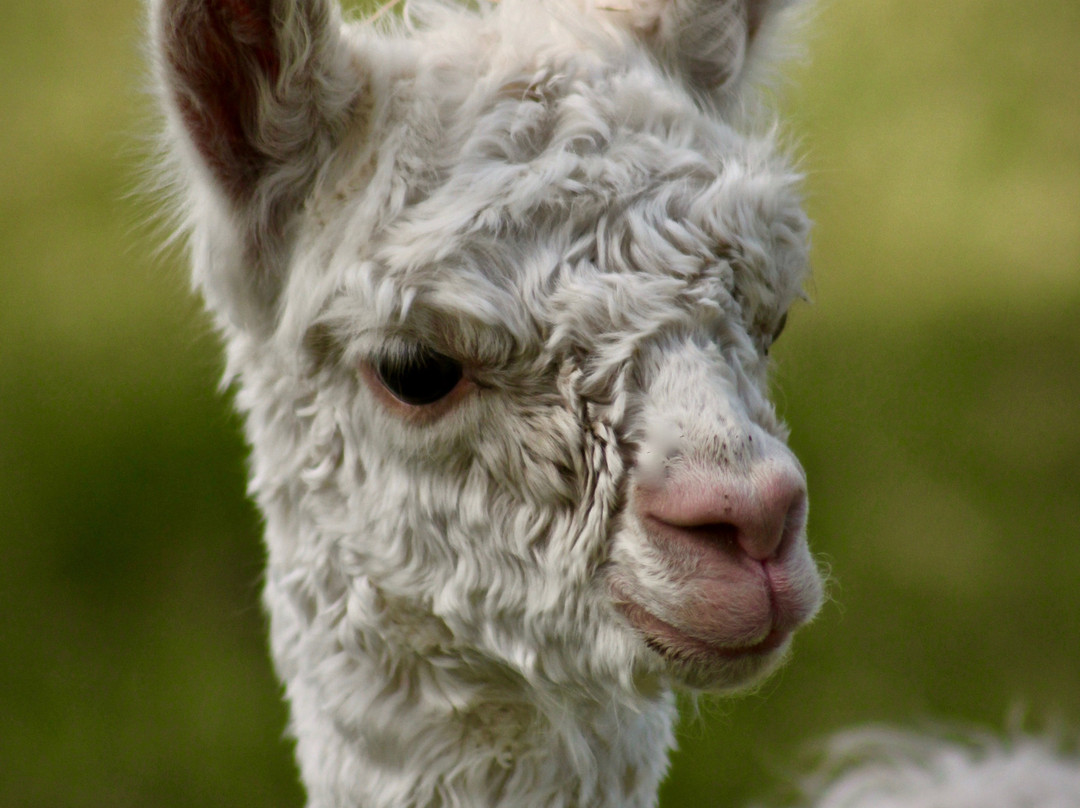 Sandollar Farms Alpacas & Pyrs景点图片