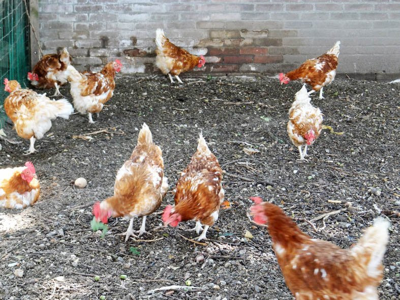 Kaasboerderij De Ossenwaard-Werkhoven必去景点