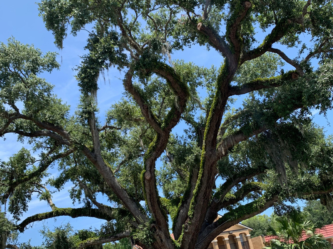 The Old Senator Tree-圣奥古斯丁必去景点