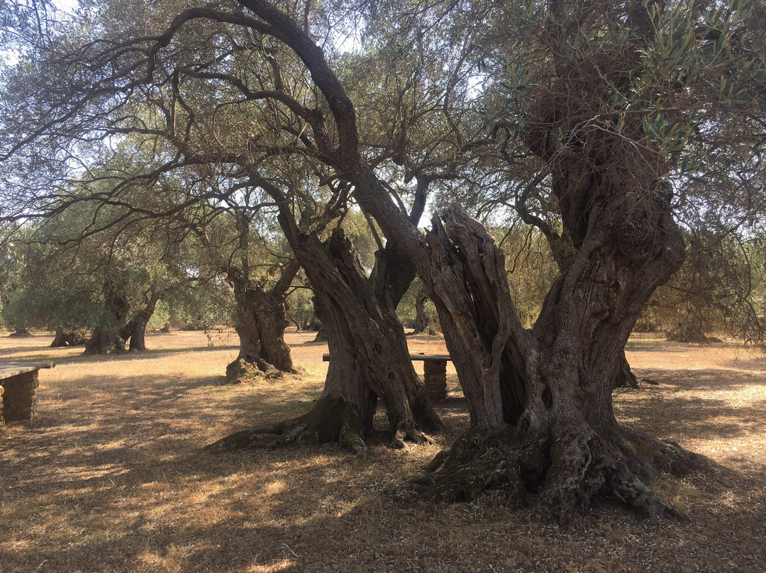 S'Ortu Mannu-Villamassargia必去景点