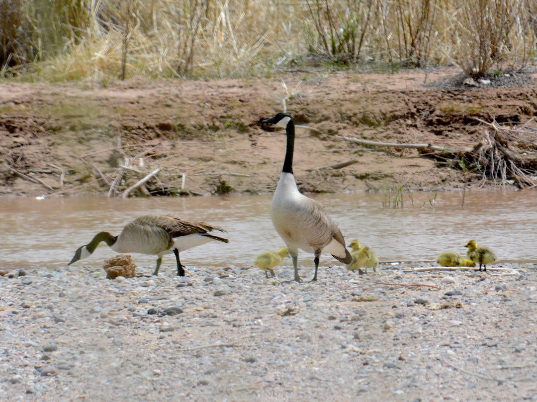 Willow Creek Trail-Rio Rancho必去景点