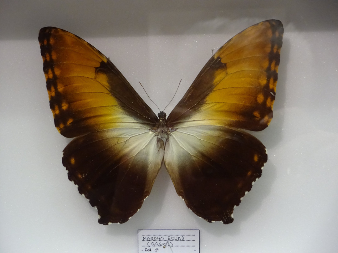 Musée des Papillons景点图片