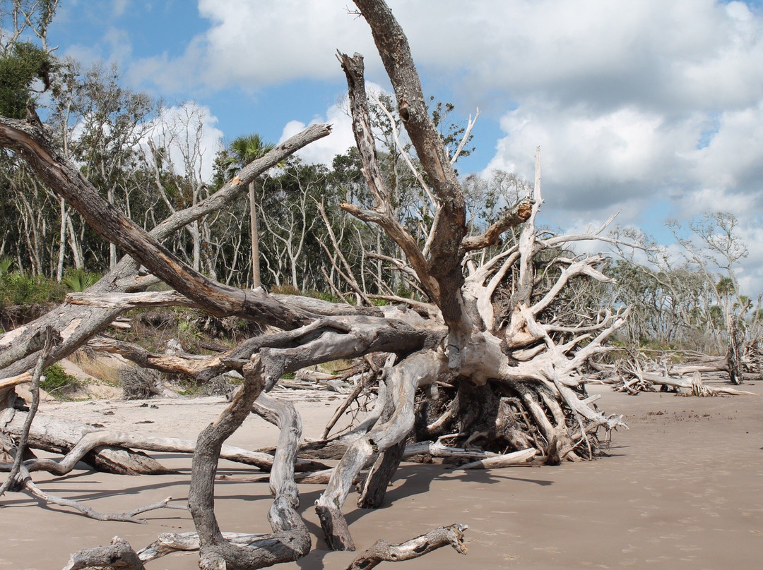 Big Talbot Island State Park景点图片