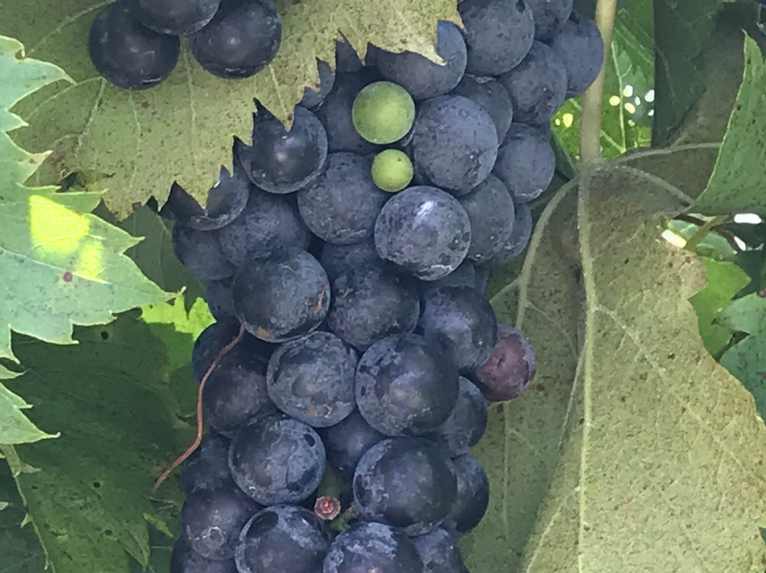 Crown Winery-Humboldt必去景点