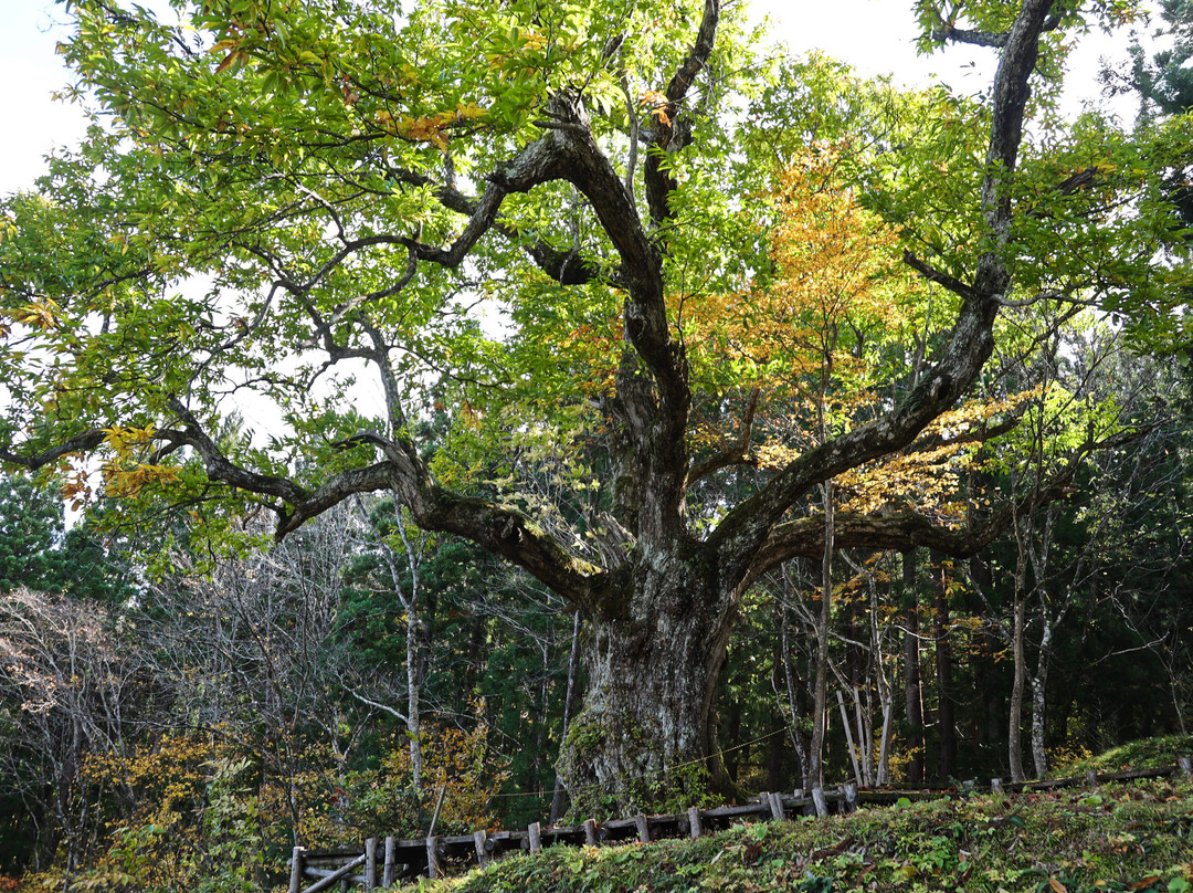 Oisawa no Oguri-西川町必去景点