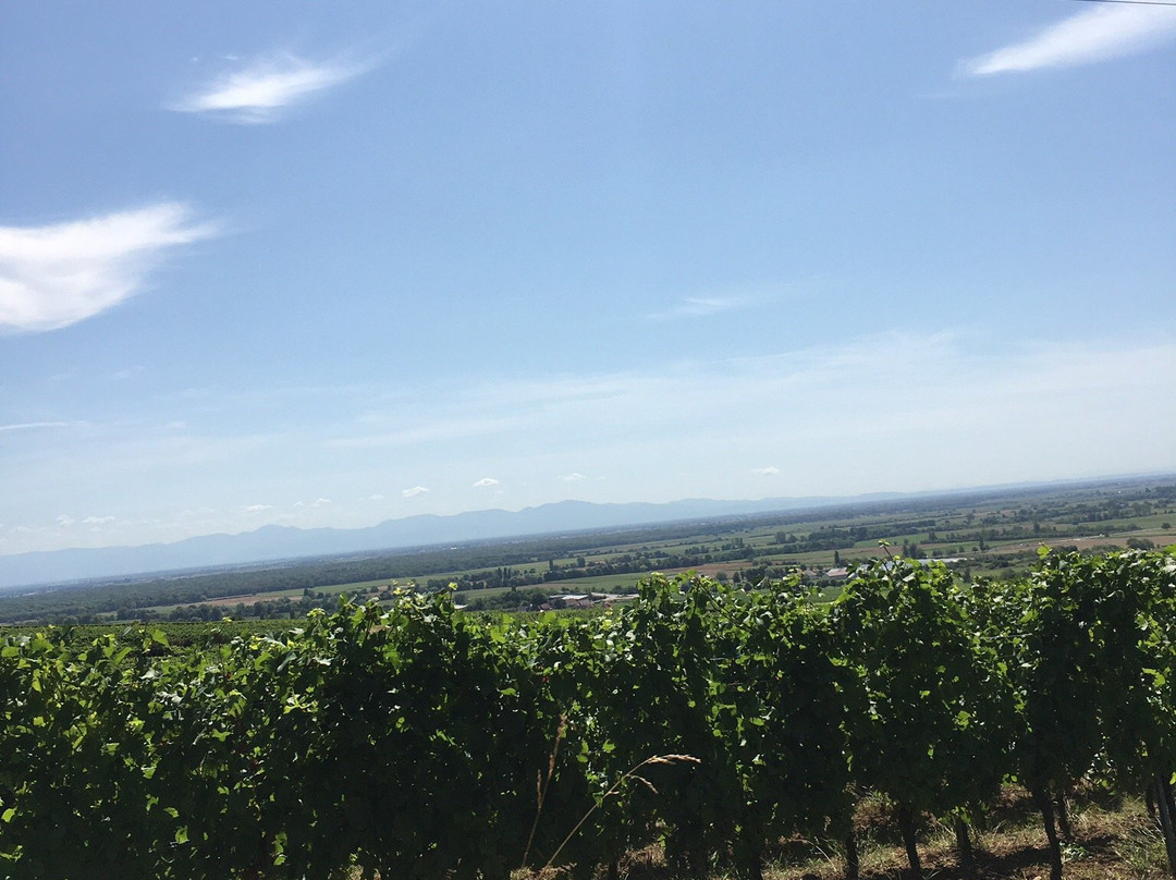 CATTIN - Grands Vins & Cremants d'Alsace景点图片