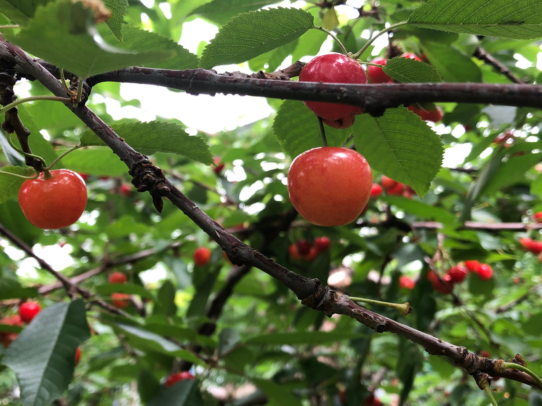 Komachi Orchards-沼田市必去景点