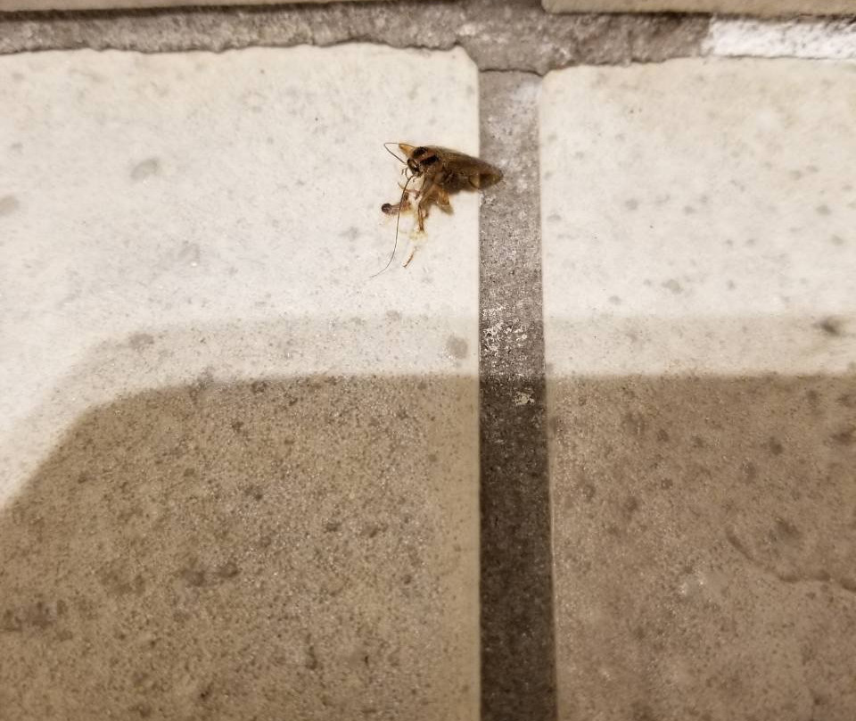 Quality Inn Encinitas Near Legoland主图