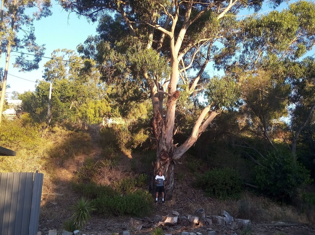 Harcourt North酒店住宿-Castle Motel