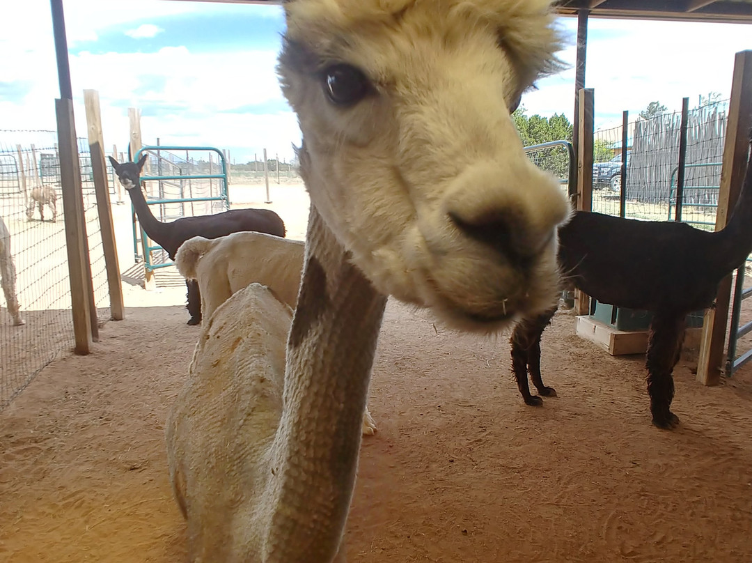Blue Mesa Alpacas-圣菲必去景点