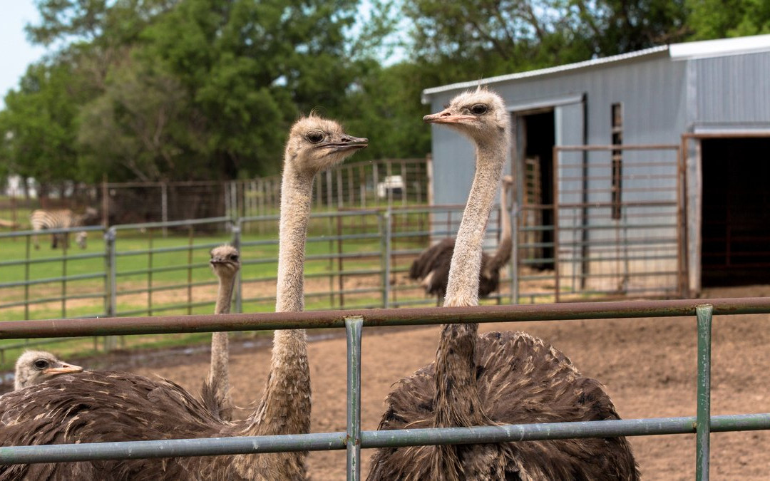 Hedrick's Exotic Animal Farm-Nickerson必去景点
