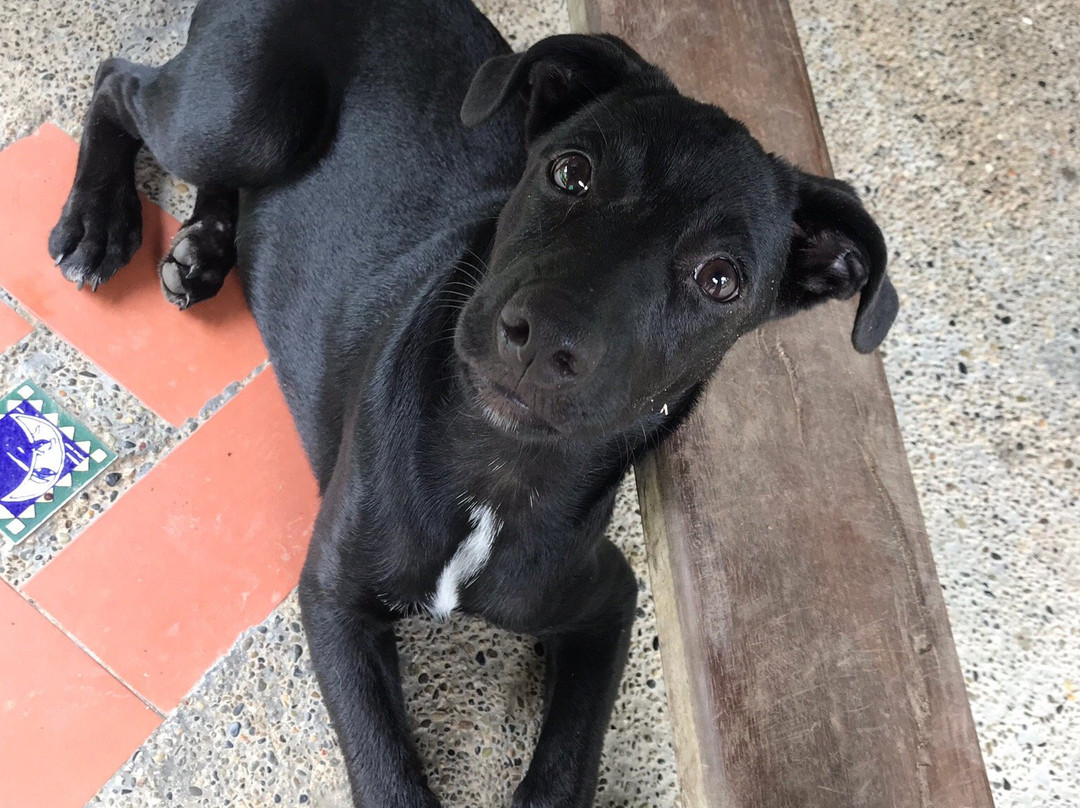 Hotel Los Robles主图