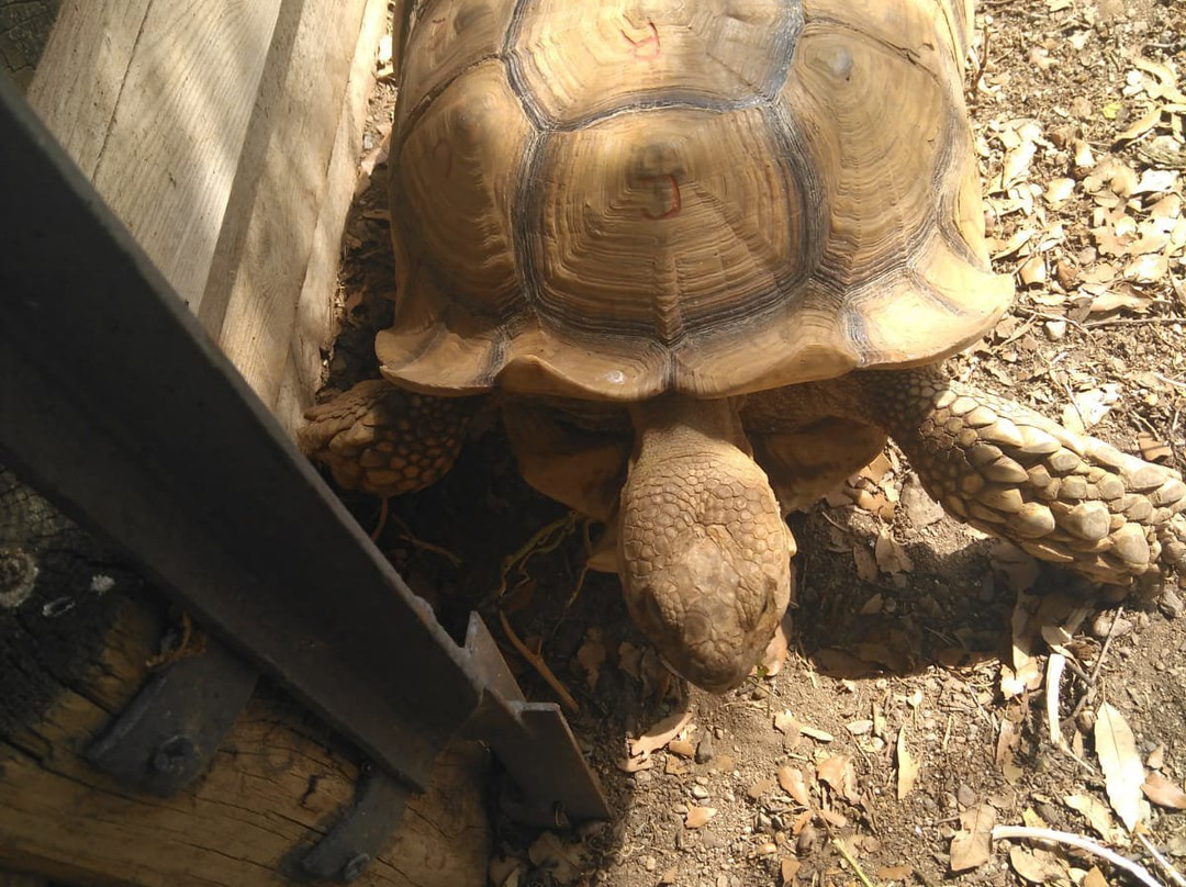 Centre de Reproduccio de Tortugues de l'Albera景点图片