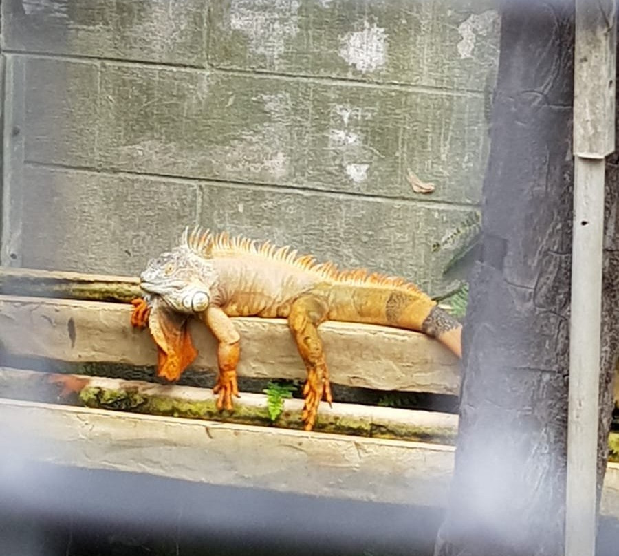 Reptile Park-瓦卡沃夫必去景点