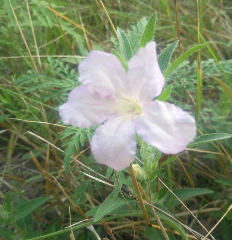 Erwin Park Hike & Bike Trail-麦金尼必去景点