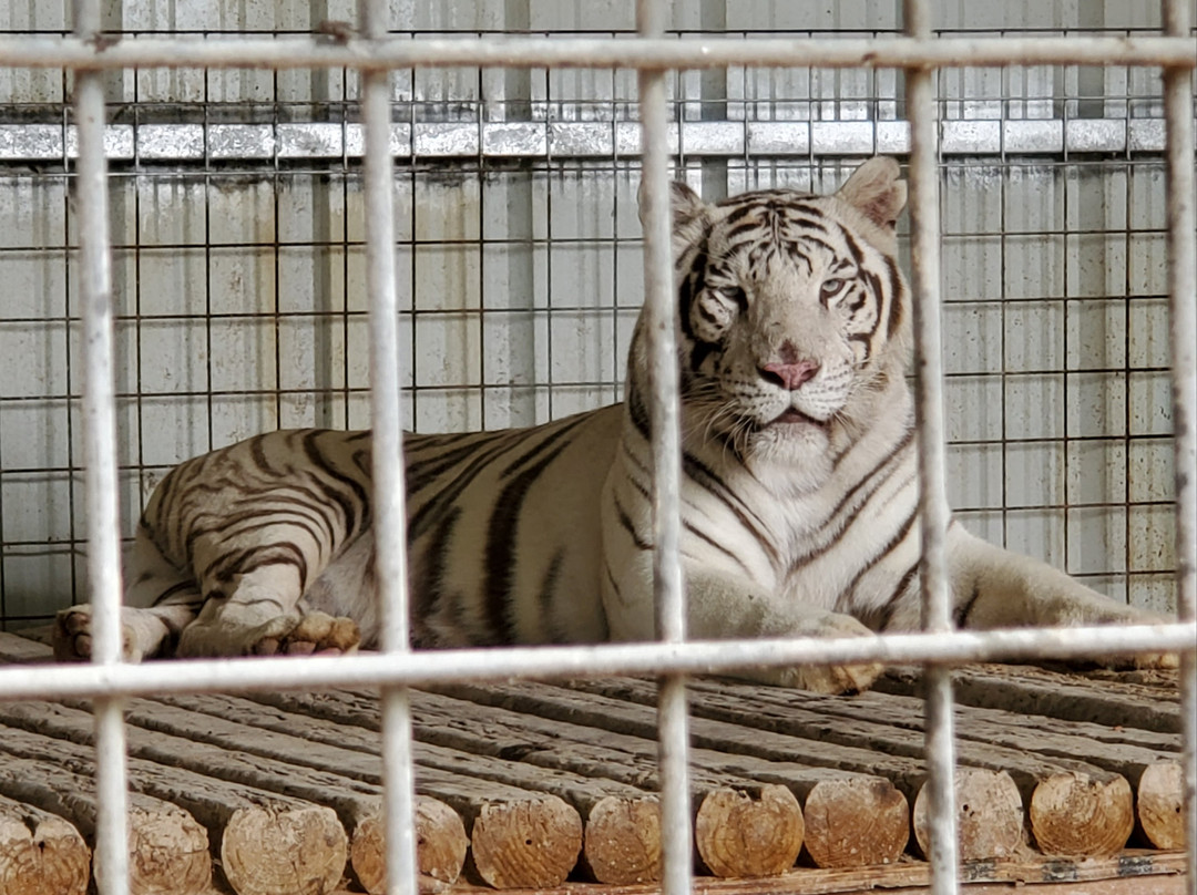 Greater Wynnewood Exotic Animal Park-Wynnewood必去景点