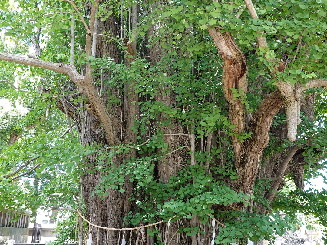 Katsushika Hachimangu-市川市必去景点