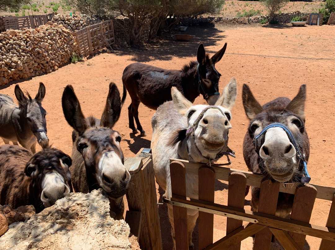 Menorca Donkey Rescue景点图片