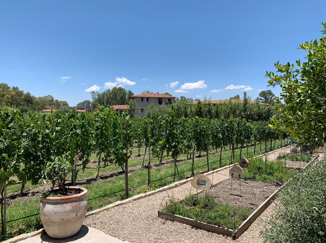 Don Chepe酒店住宿-Viñedos San Lucas