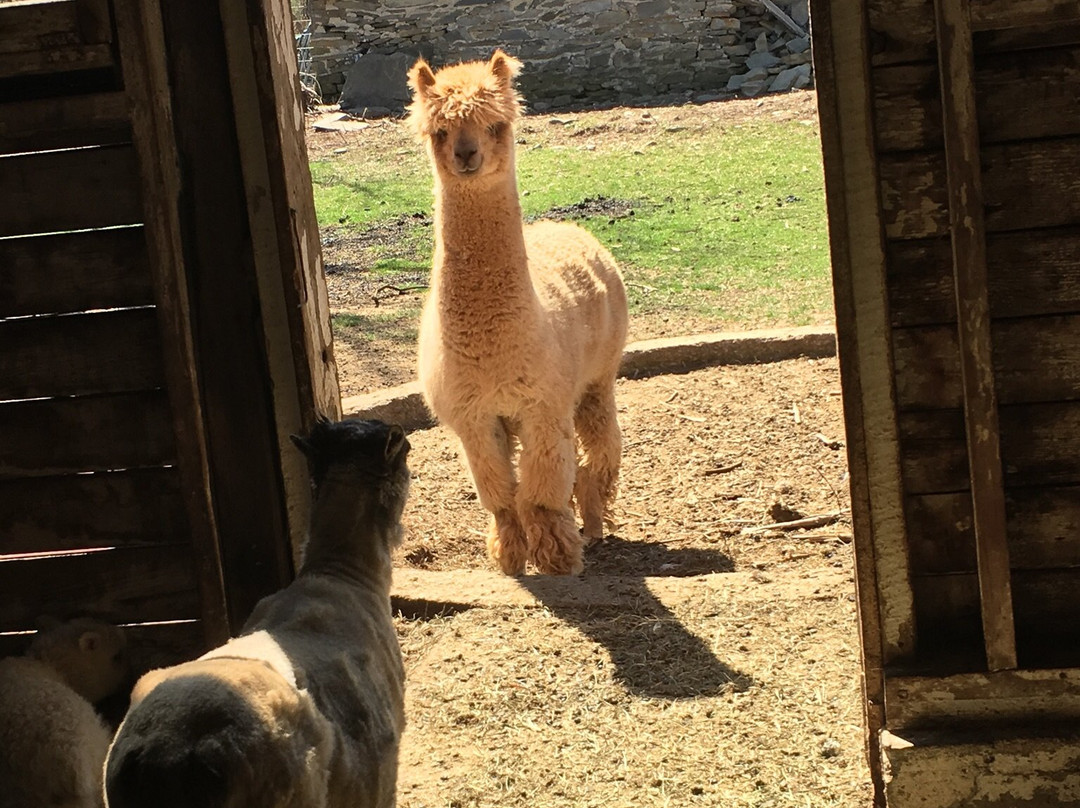 Clover Brooke Farm Llama Alpaca Hikes景点图片
