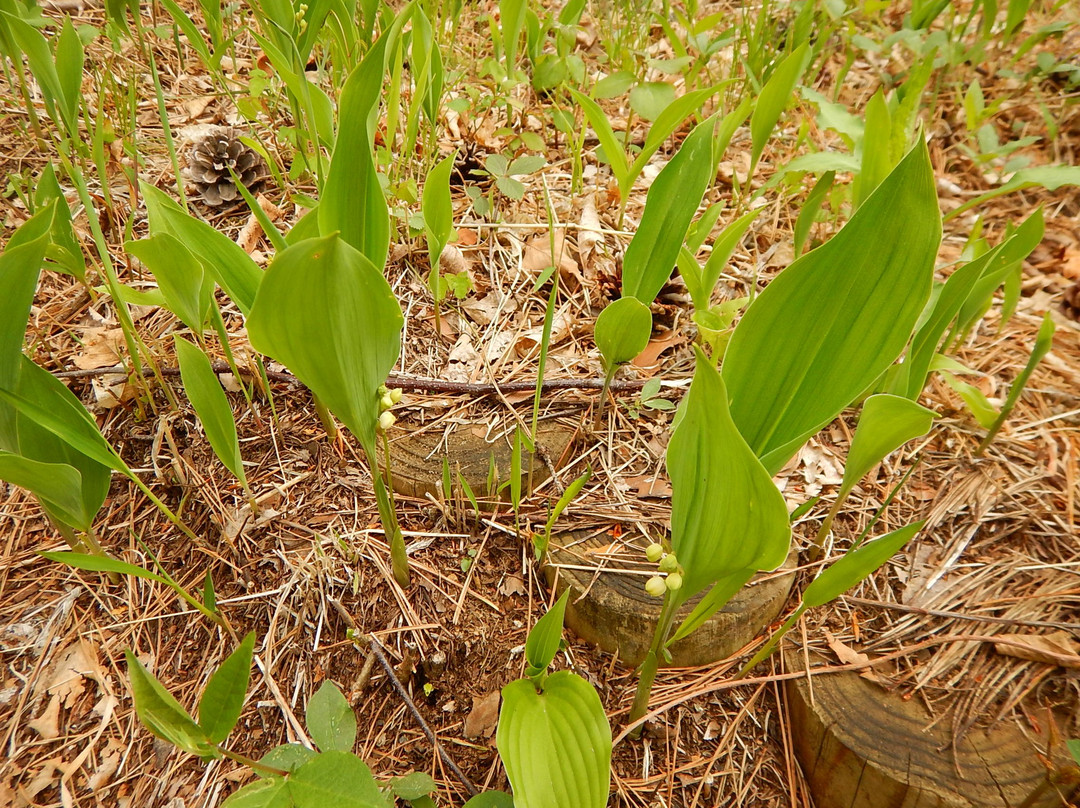 Ahikwacho Colony of a Lily of the Valley-笛吹市必去景点