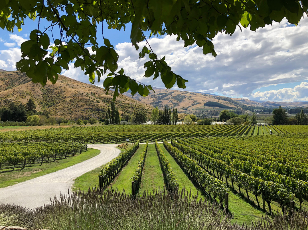 Felton Road Wines-克伦威尔镇必去景点