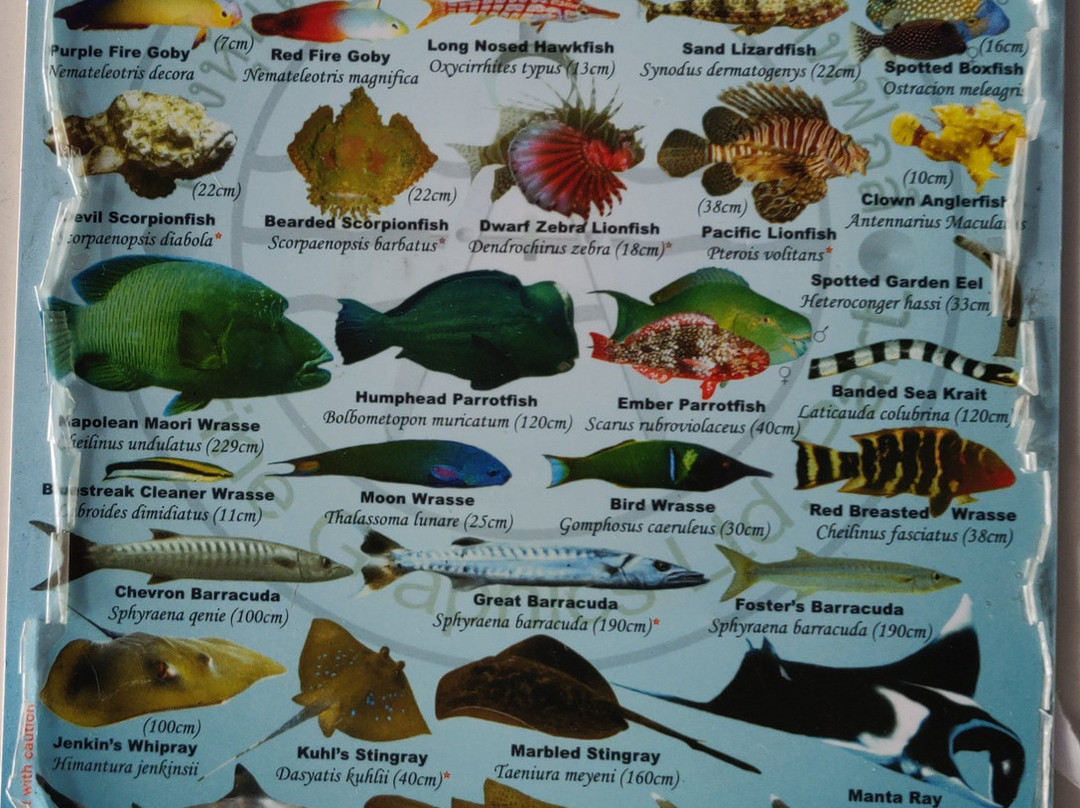 Sipadan Scuba潜水店-仙本那必去景点