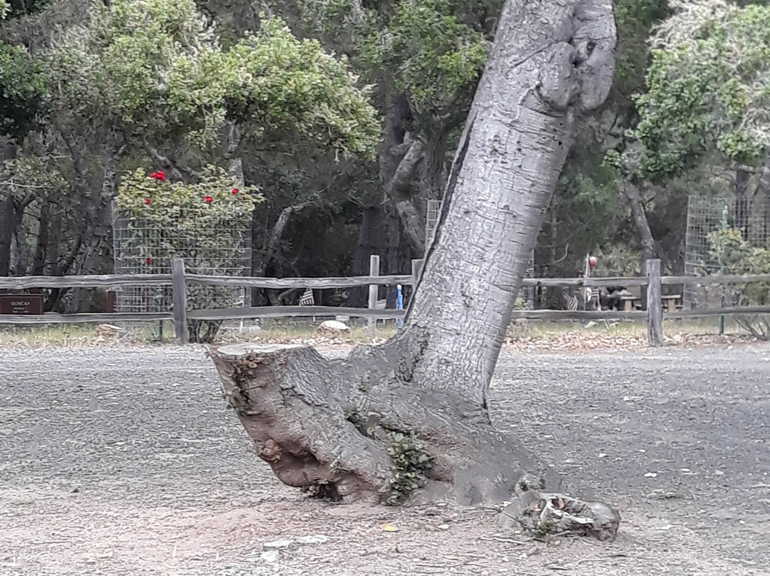 Cambria Cemetery-坎布里亚必去景点