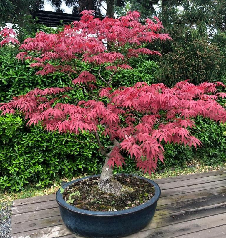 春花园 BONSAI 美术馆-江戸川区必去景点