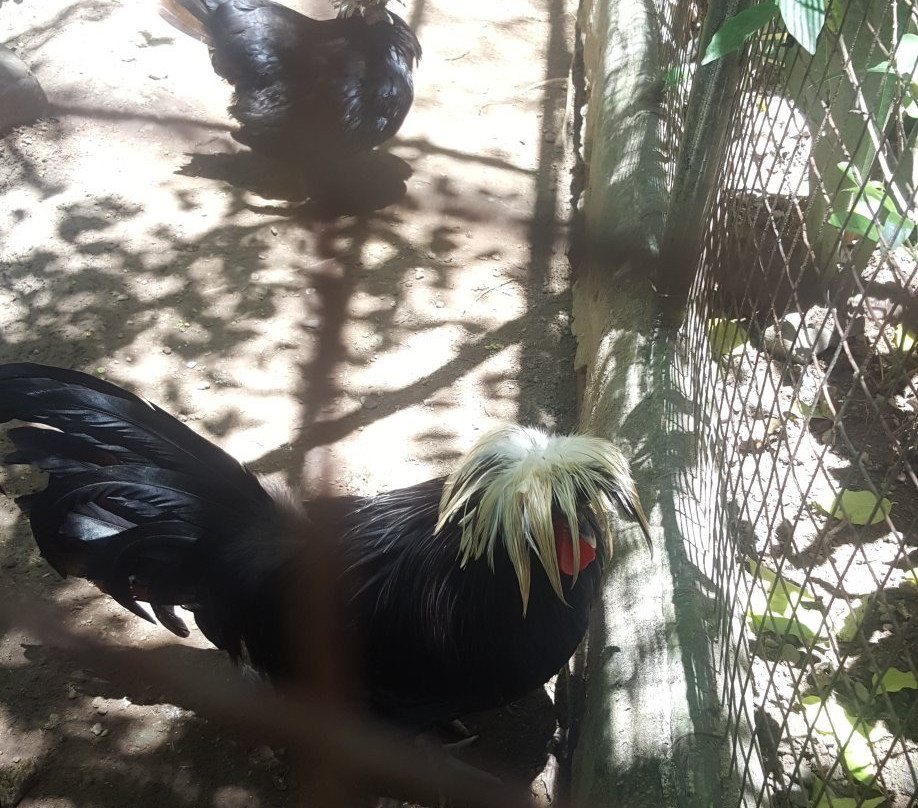 Crocolandia-宿雾必去景点