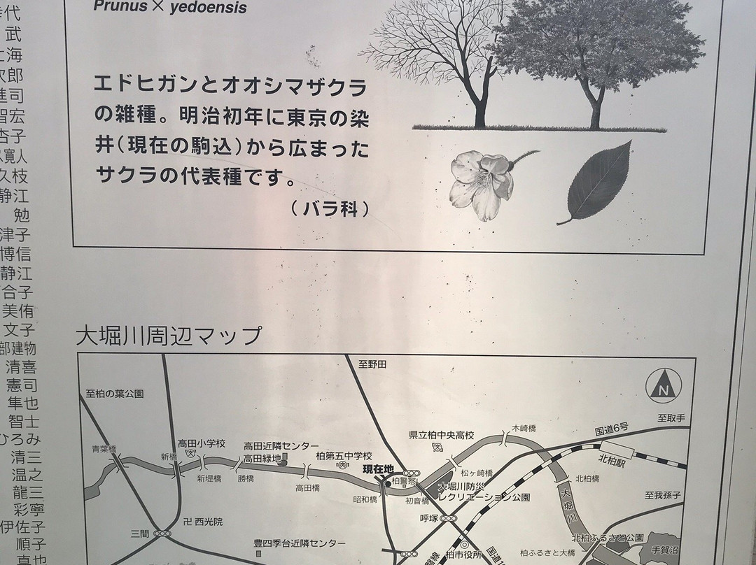 Daihorikawa Riverside Park-柏市必去景点