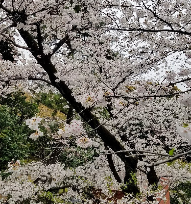 Nogi Park景点图片