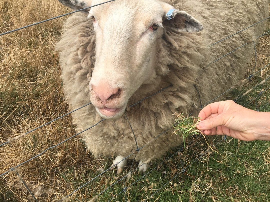 Bimbadeen Phillip Island-Ventnor必去景点