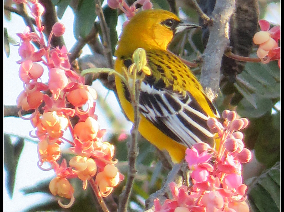 SamaraChilloutLodge主图