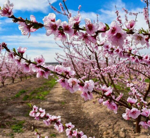 Aitona旅游攻略图片