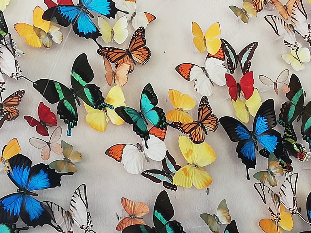 B&B Garden Grecia主图