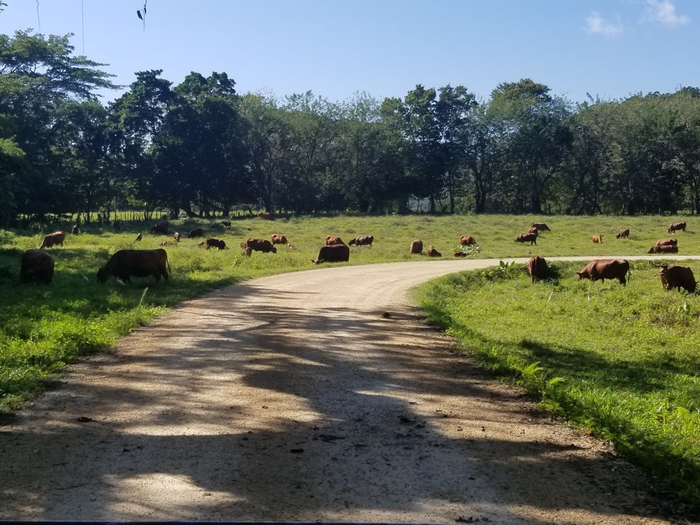 Emerald Taxi & Tours-Green Island必去景点